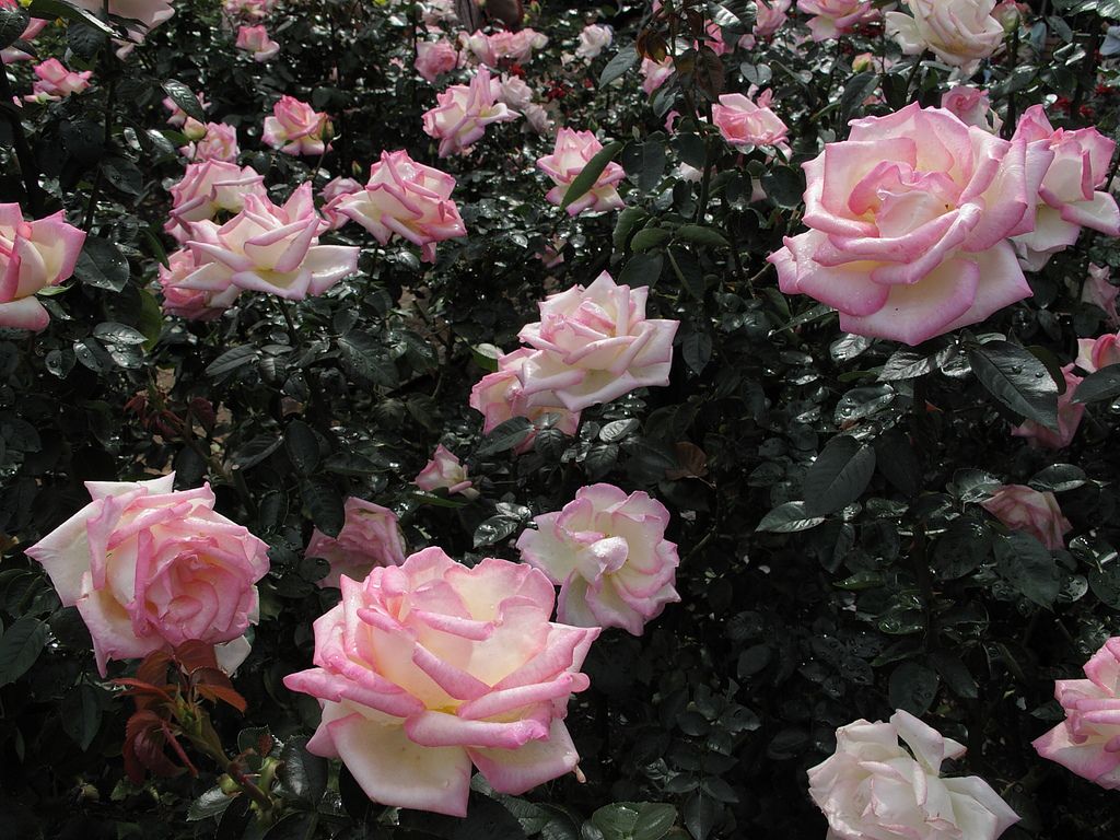 Rosa 'Princess de Monaco'